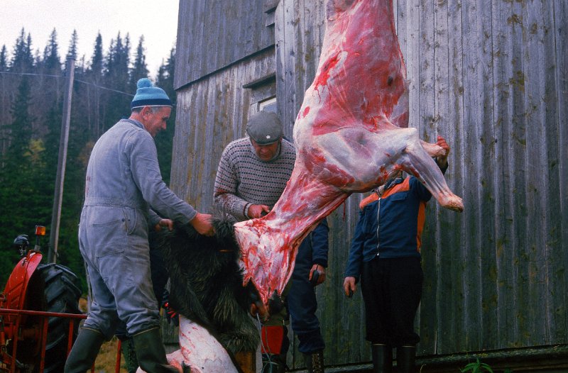 1985_11.jpg - Slkatinga foregikk i Inervenna. Skrotten er heist opp med høyheisen, og skinnet er omtrent ferdig flådd av