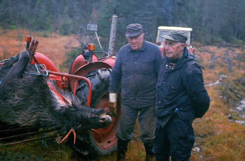 1985_14.jpg - Da vi kom fram i Furuskogmyra, ble oksen lastet over på BM Volvoen hass Jo Iner, som møtte oss der. T.h. på bildet Jon Amdal