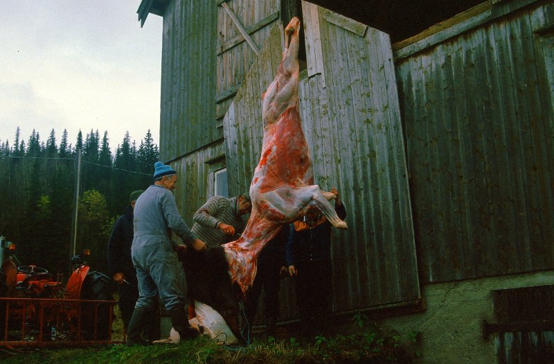 1985_18.jpg - Flåinga er her i avsluttende fase, kun hodet gjenstår