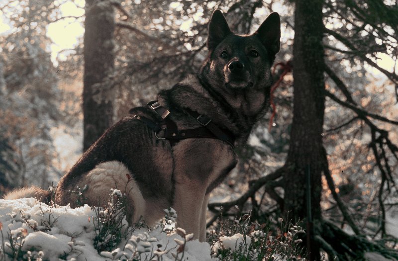 1986_01.jpg - Trygve Molund hadde unghund i 1986, - Raja.