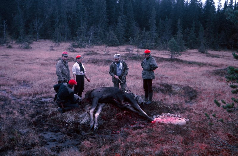 1986_02.jpg - Utvomming er fullført. Jegerne erf.v: Trygve Molund på huk med Raja, Kåre Høyby, Arvid Wennberg, Gunnar Amdal og skytter Birger Nonstad.