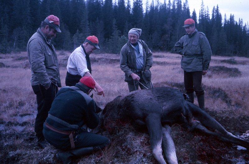 1986_04.jpg - Felt elg med løpenr 3 for Indre Venna Elgjaktlag