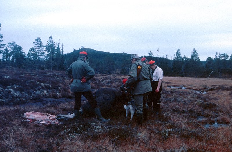 1986_11.jpg - Birger felte ei kvige ved Appelsinberget på Rennsjøkjlan