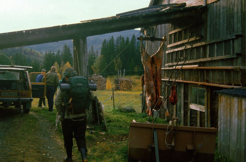 1987_01.jpg - Denne kviga skulle vise seg å bli den eneste fangsten i 1987. Tildelt kalv fikk Indre Venna Elgjaktlag aldri tak på.