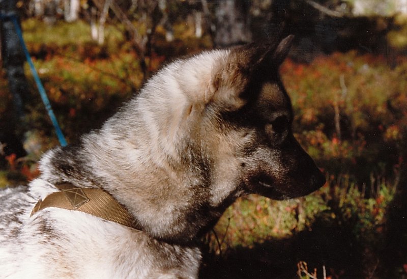 1988_0001.jpg - Raja 2 år gammel