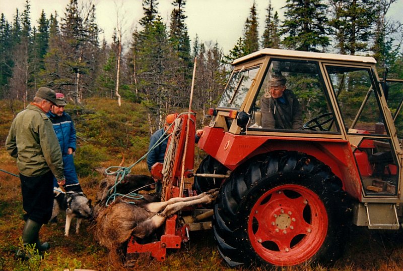 1988_0003.jpg - Jørgen Wenn kom med Zetor'n og vinsjen, og dermed ble frakt av oksen en enkel sak