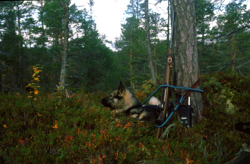 1988_06.jpg - Gråhund i sitt rette element