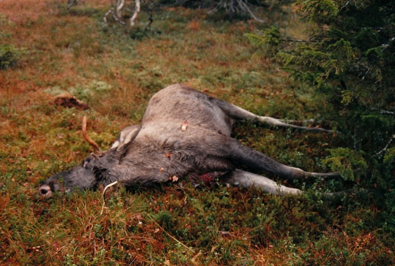 1988_2_0002.jpg - Denne piggoksen har løenr 6 i Indre Venna Elgjaktlags fellingslogg
