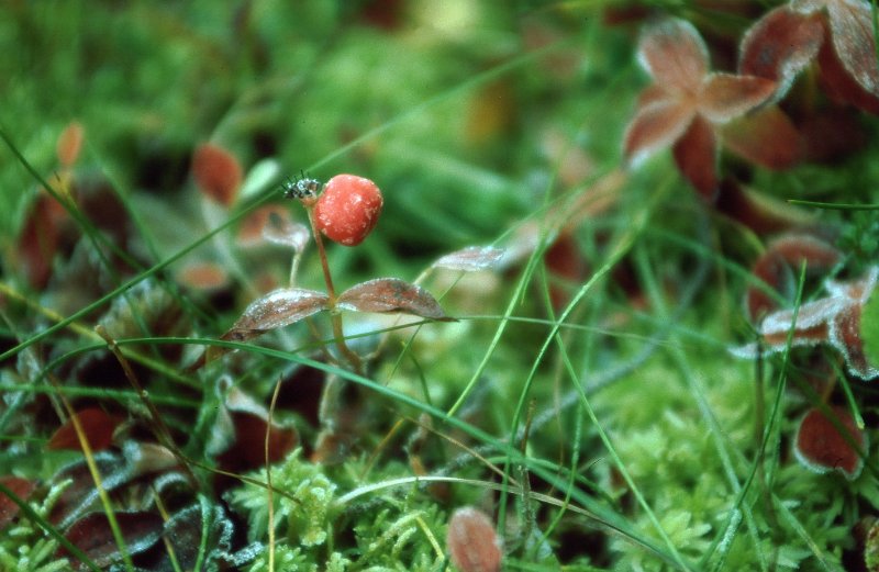 1990_06.jpg - Ei skrubbær har fått rimfrost
