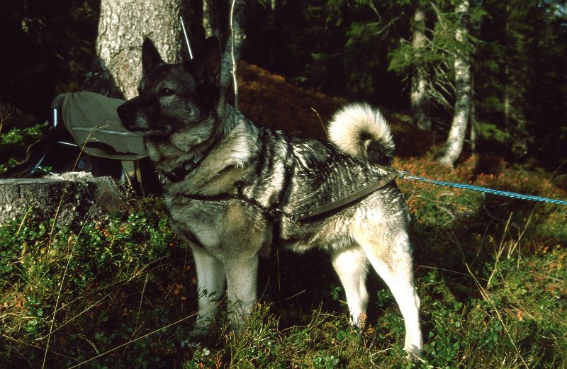 1990_25.jpg - Raja