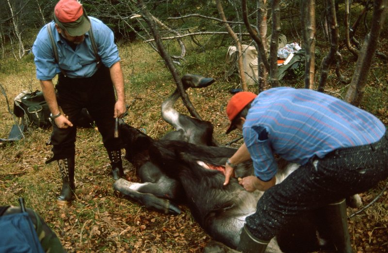 1990_37.jpg - Kåre og Trygve i arbeid med utvomming av oksen