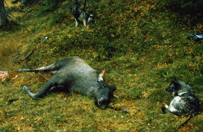 199_16.jpg - Oksen kom sammen med ei ku i drev fra Vennadalen