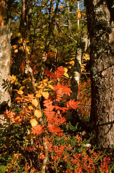 220_39.jpg - Rogna blir knall oransje om høsten