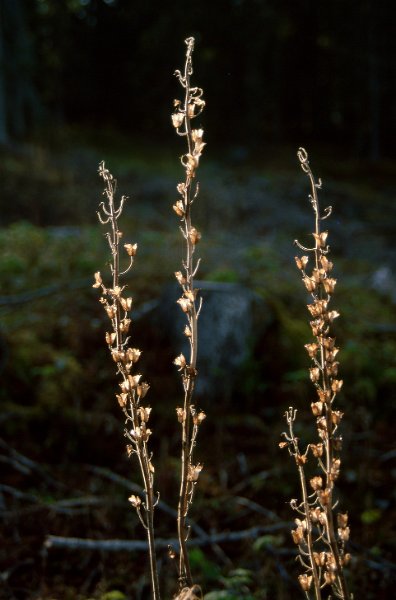 220_44.jpg - Tyrihjelm i motlys