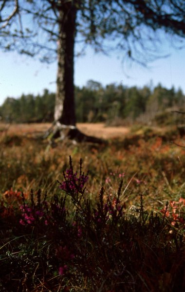 221_04.jpg - Røsslyng