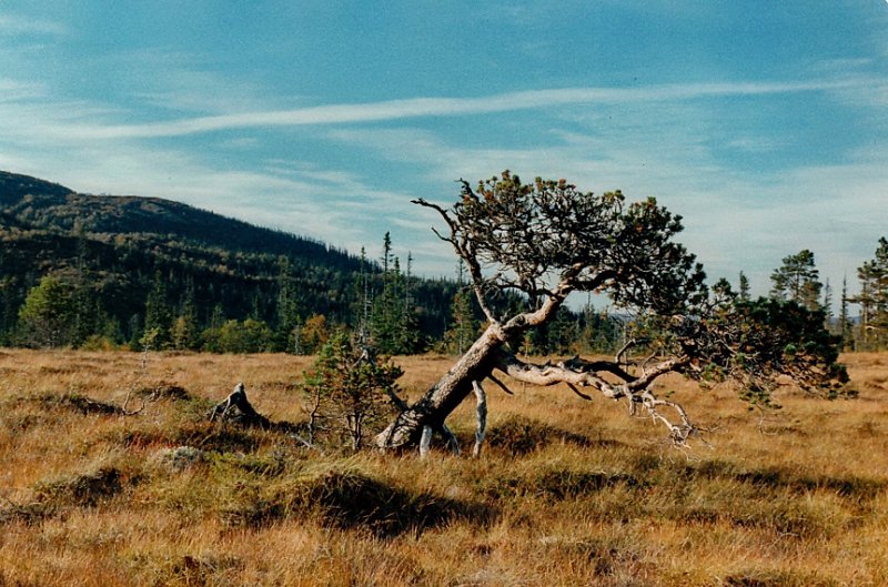 1995_0007.jpg - En furukragg