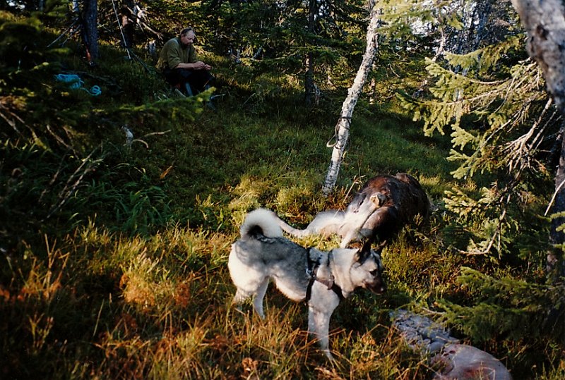 1996_3_0001.jpg - Trygve kom med ku med tvillingkalver i et drev for et annet jaktlag på Leksdalsalmenningen. Odd Felte den ene kalven. Birger Reinås på almenningslaget felte den andre på Storvollmyra