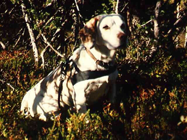 47427_11.jpg - Kåres beagle Telle var også med på elgjakt noen ganger