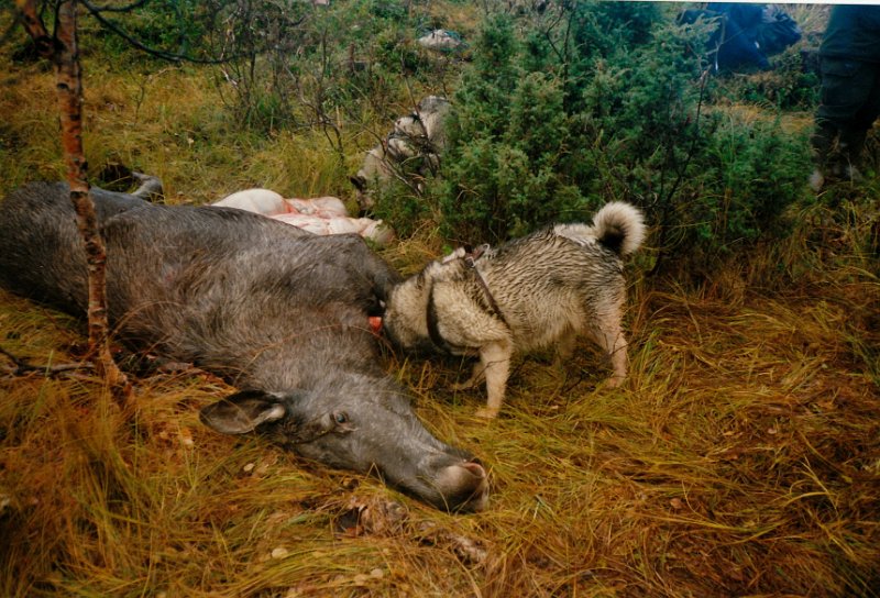 1997_0001.jpg - Birger skjøt ei ku fra Seteposten. Den gikk ned til Jøsåsbekken der Bofsy og Tryge fant den og fikk gitt skaillskudd.