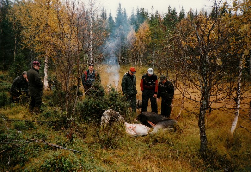 1997_0003.jpg - Samling ved elgfall ved Jøsåstjønnbekken