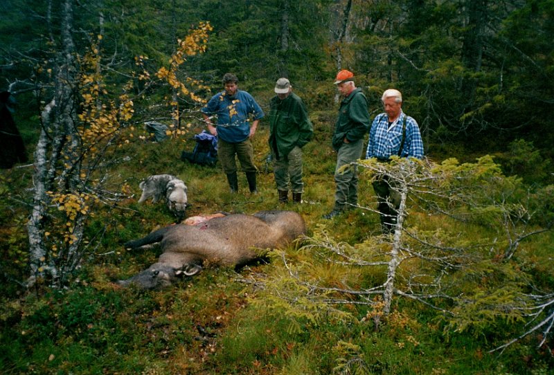 2002_0001.jpg - Birger felte ei ku fra post på Rundberget på Kattjønnmyra. Den reiste seg igjen, men ble felt av Odd på ryggen mellom Kattjønnmyra og Stakkjølen