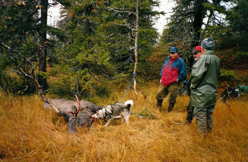 2002_0002.jpg - Kåre felte 5. oktober en sjuspirs okse ved det laget har kalt Kalvgarlen, legst vest på Rennsjøkjølan. Bernt Ravlum, som er med oss for første året, Kåre og Birger