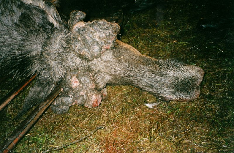 2002_0005.jpg - Seinere på dagen 5. oktober, ble vi bedt om å felle en okse med parykkhorn, som gikk ved Tjønnåstjønna. Bernt felte den.