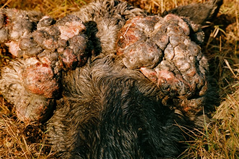 2002_0008.jpg - Øynene var helt borte under parykkhorna på oksen