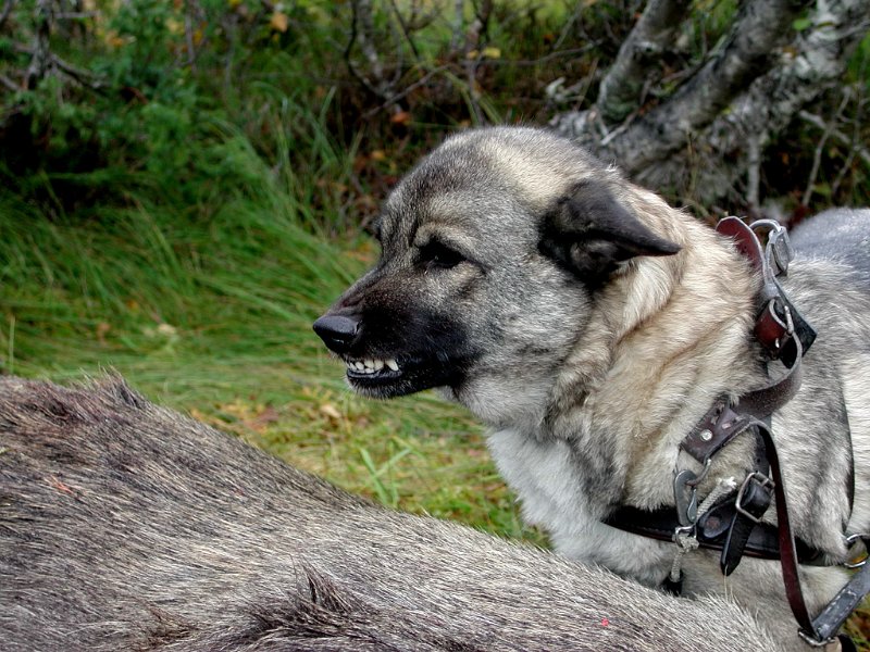 Epsn0019.jpg - Litt tannflekking hører med