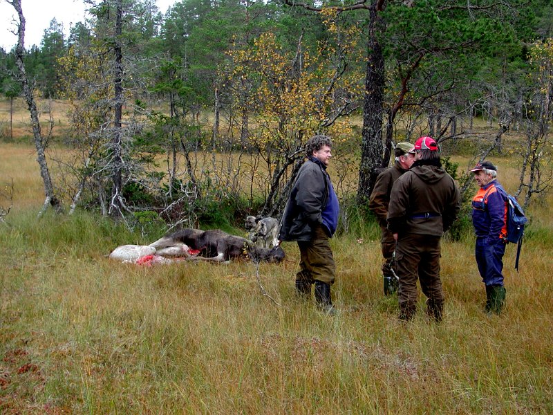 Epsn0023.jpg - Her har man vomma ut oksen og venter på fraktdoning