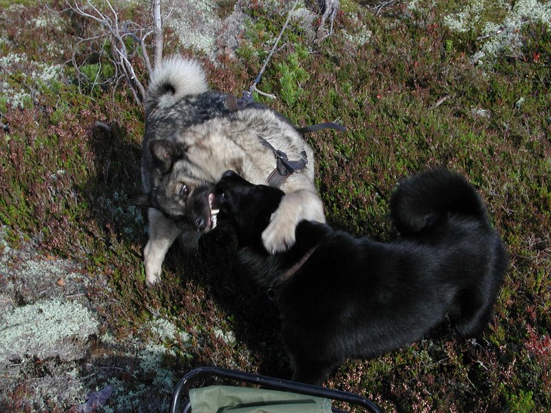 Epsn0077.jpg - Hoinnan biss