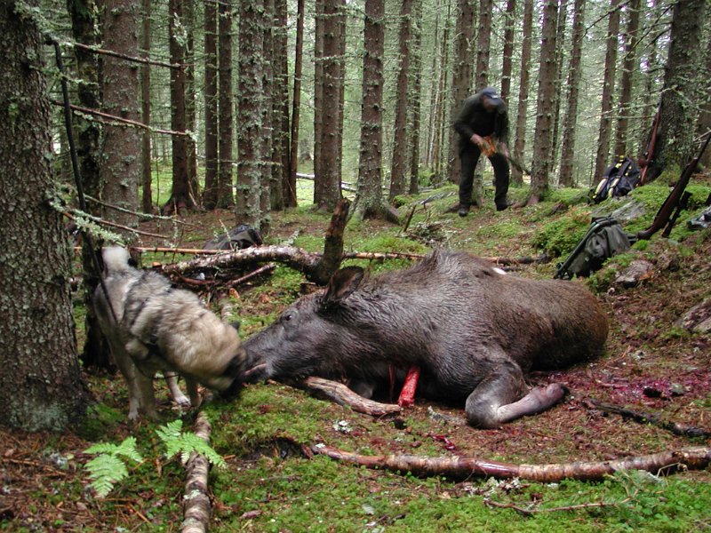 Epsn0091.jpg - Dixi, kalven og Trygve