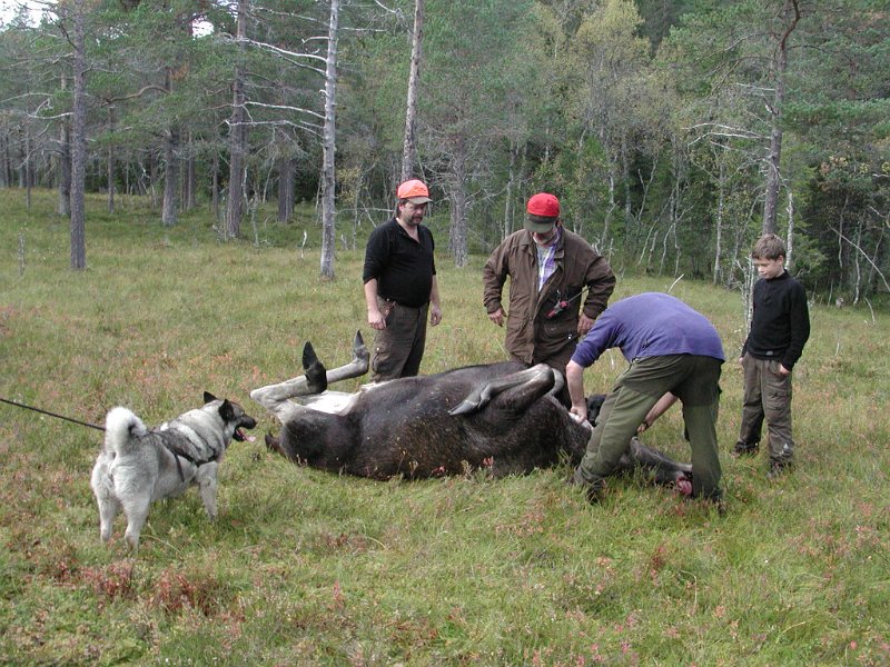 EPSN0024.JPG - Kåre felte ei kvige på Ytre Damtjønnkjøl. Dixi, Frode, Kåre, Trygve og Håvard er klar for å vomme ut kviga