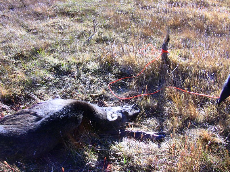 IMG_0476.JPG - Kvigefall på Storflåkkåmyra