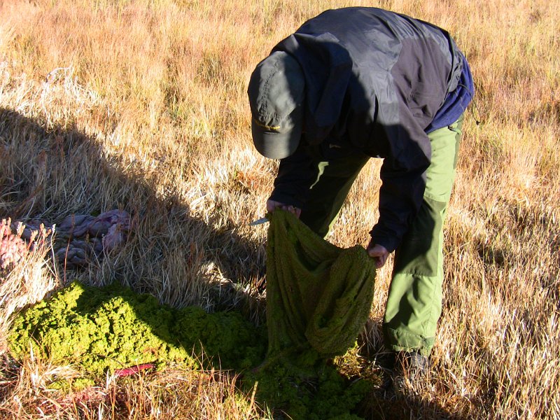 IMG_0482.JPG - Trygve tar vare på vomskinnet. Tørket blir det til flott hundemat, - snacs