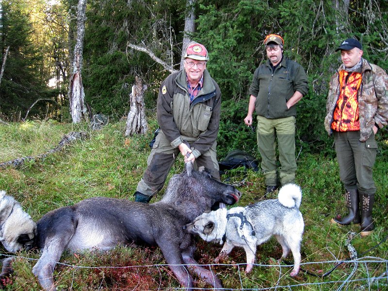 IMG_1096.JPG - Odd felte en kalv ved Vikajardet. 