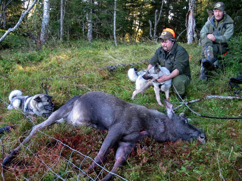 IMG_1097.JPG - Dixi og Troja er ikke helt enige om hvem som har størst eierrettighet på denne kalven