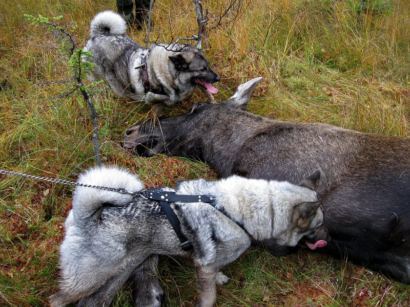 IMG_1160.JPG - Bikkjene må snuse litt på oksen