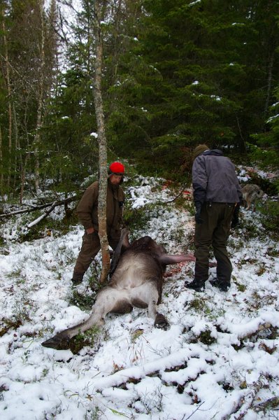 Imgp5953.jpg - Marius felte ei kvige i Svea