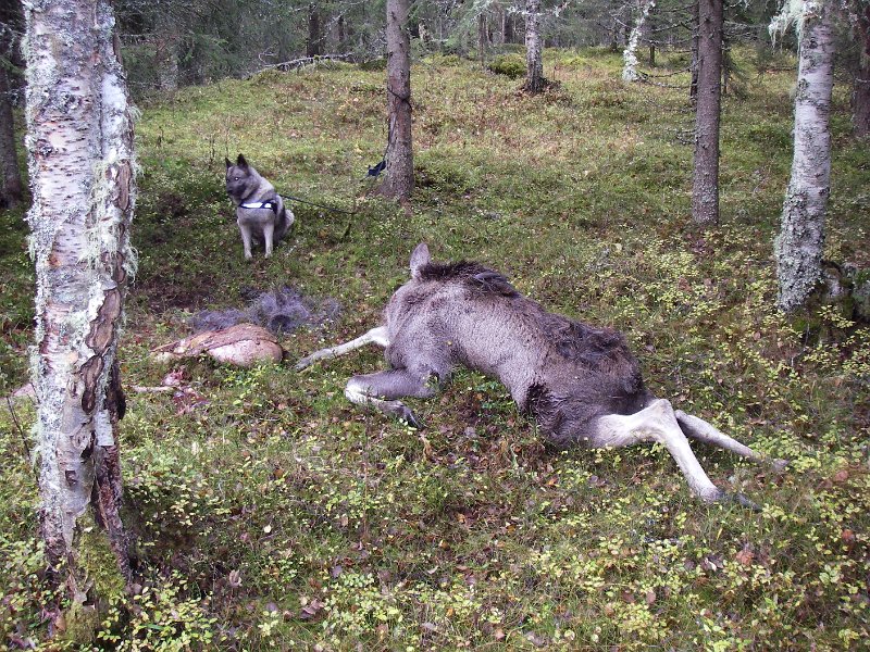IMGP2207.JPG - Utvommet kalv og Troja venter på frakt-doning.