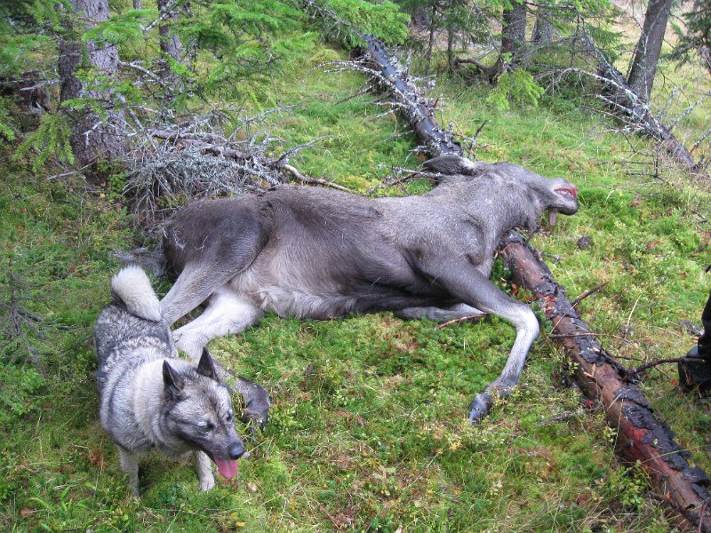 IMG_3543.JPG - Nok ei kvige falt for Stein sin "muskedunder". Troja i forgrunnen