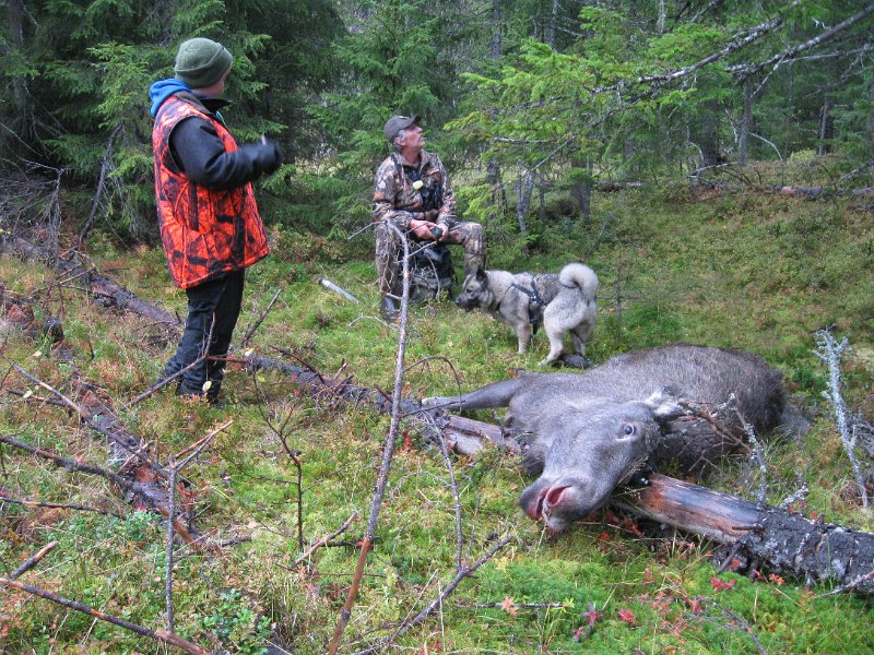 IMG_3544.JPG - Sverre, Stein, Troja og elgen