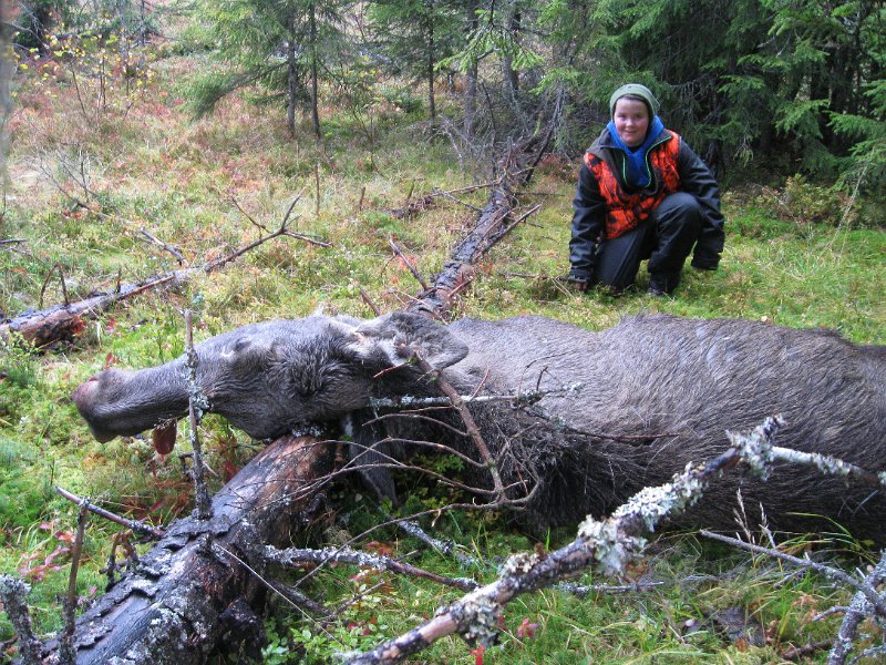 IMG_3547.JPG - Sverre Johansen var med som assisterende hundefører sammen med Frode og Troja på dette drevet, - som endte med felt kvige.