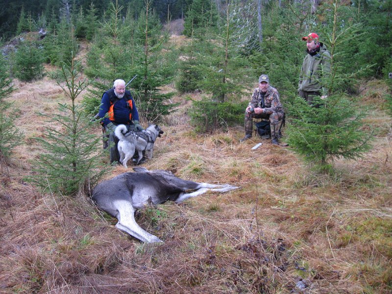 IMG_3580.JPG - Hundeekvpasjen Trygve og Tyra er kommet fram til kalven Stein felte