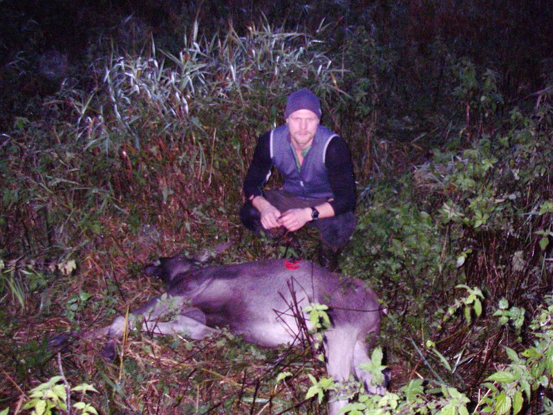 Imgp2262.jpg - Bjørn felte en kalv tidlig på morgenen ved Trøfossen