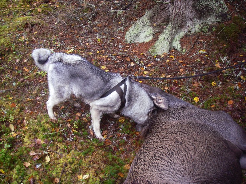 Imgp2289.jpg - Tyra må buste litt