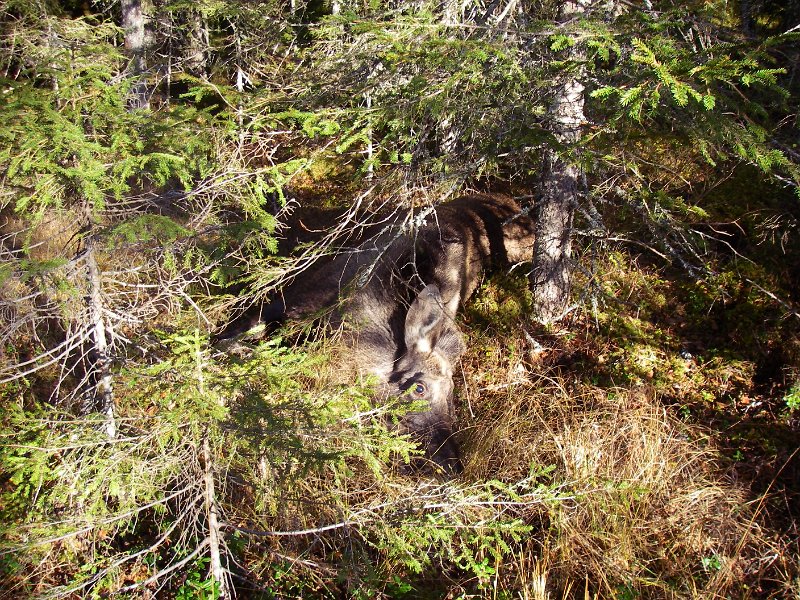 Imgp2302.jpg - Siste helga i elgjakta felte Odd ei kvige ved Laudalsgrinda