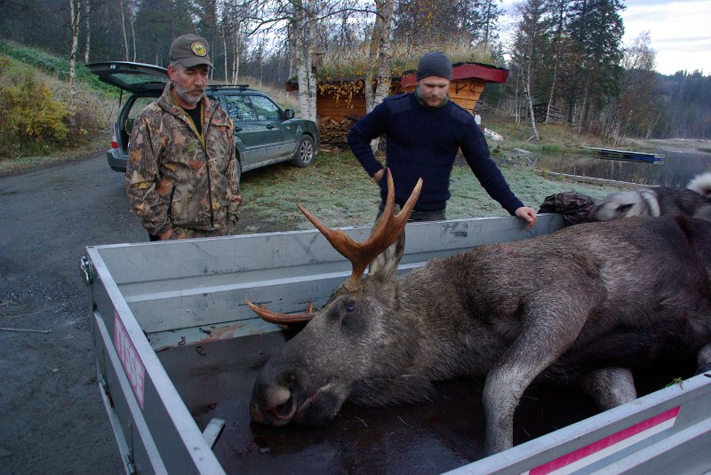 Imgp8936.jpg - Bjørn felte på privatvaldkvoten,  en seksspiring i Viken Nedre.
