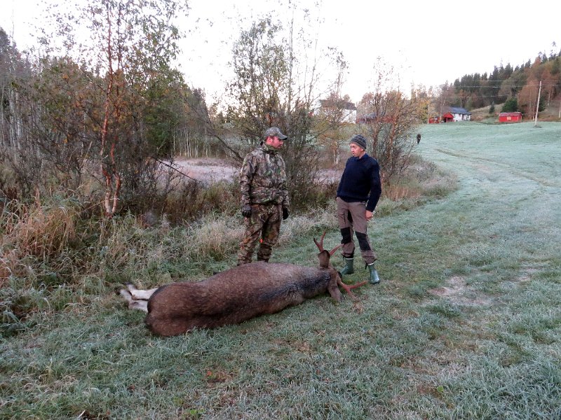 Img_1612.jpg - På privat vald va fellingskvoten iår 1 stk voksen okse. Torgeir fiksa det med et velretta skudd i Viken Nedre tidlig på mårrån søndag 12. oktober. 