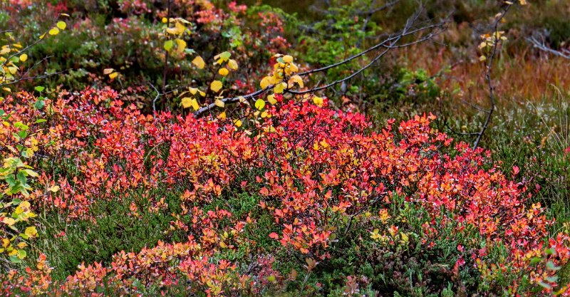 Img_1467.jpg - Blåbærlynget har fått en intens rødfarge